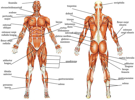 Muscular System Mr Mattes